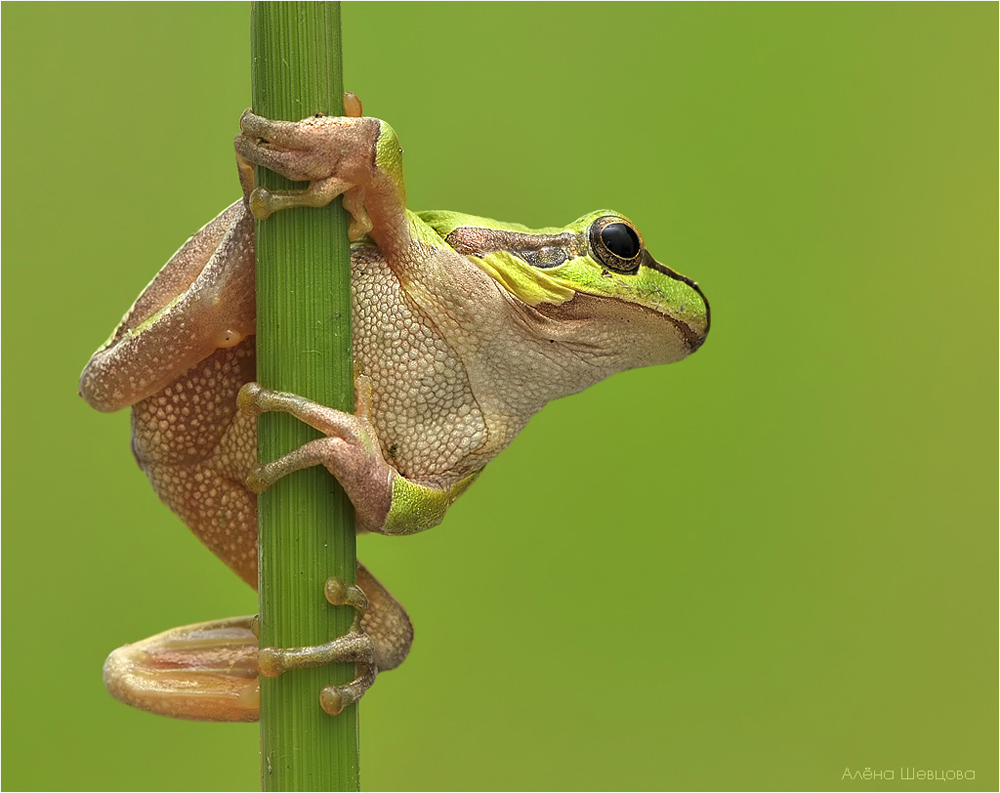 Striptease (dance on a pole)