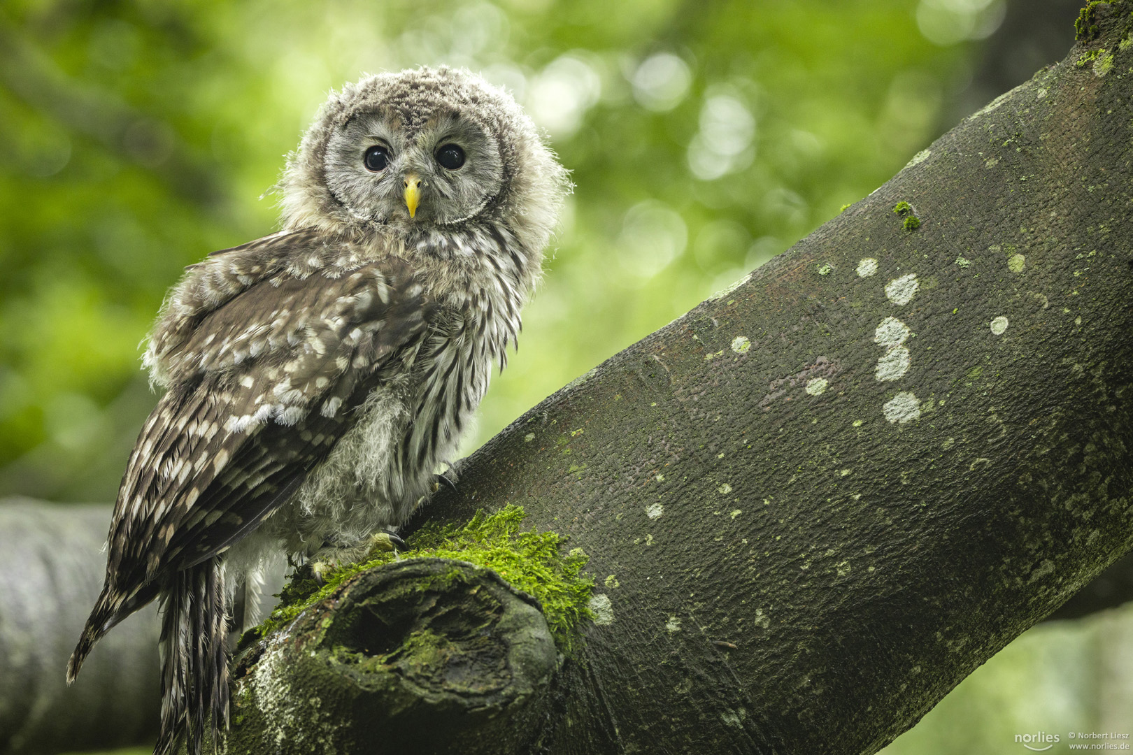 Strix uralensis