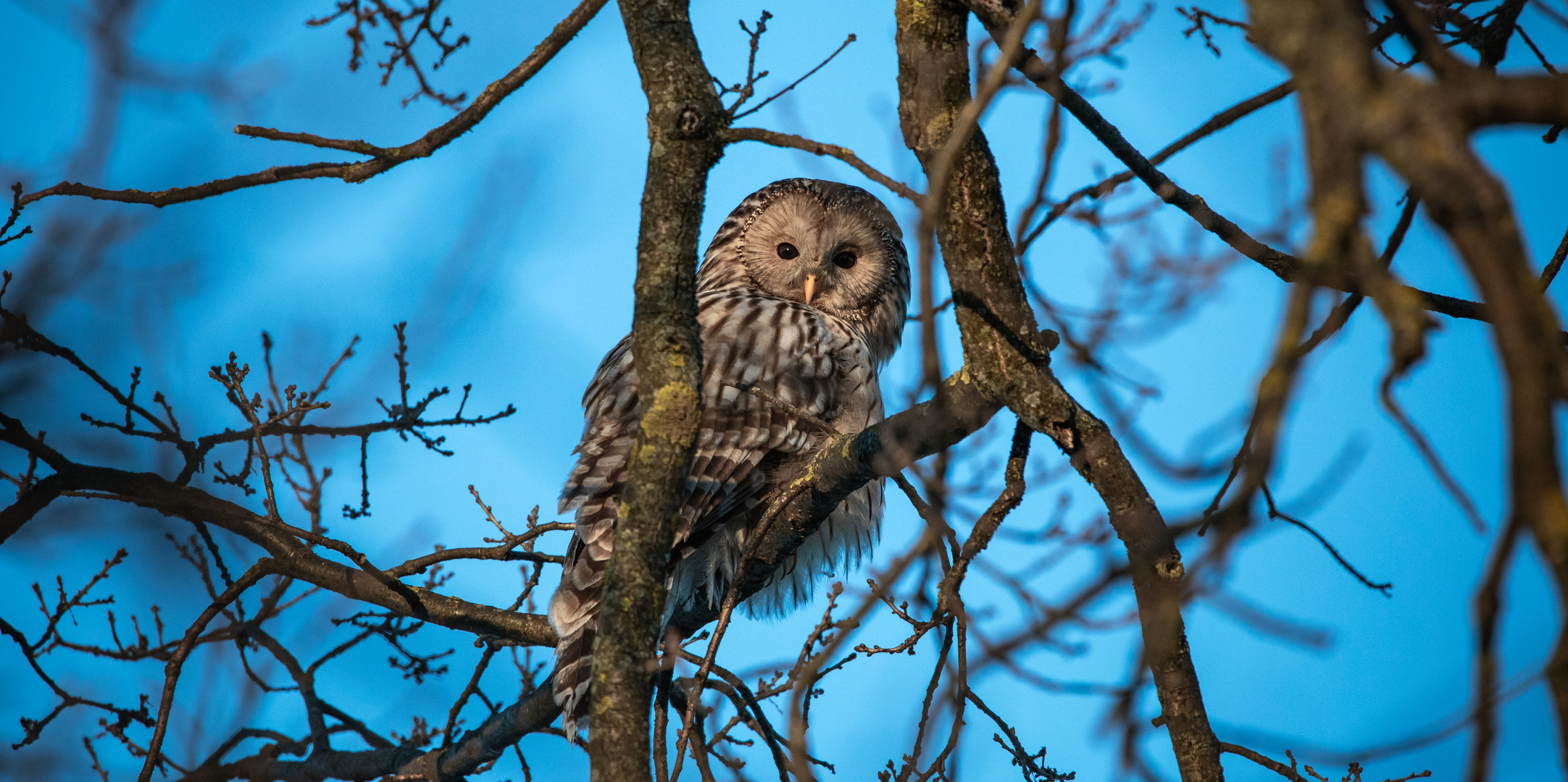 Strix uralensis Pallas