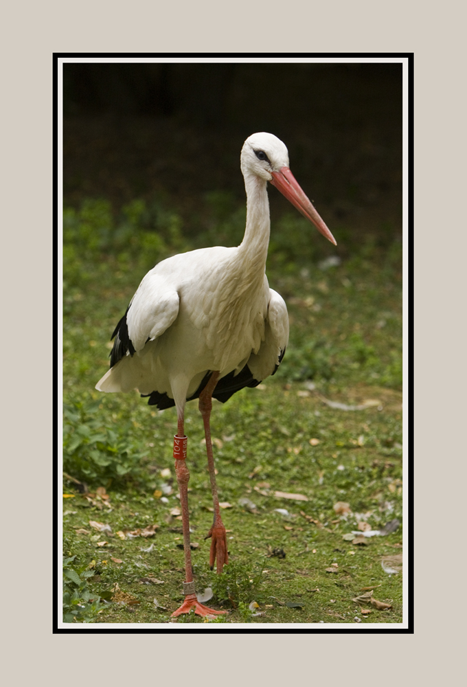 Stroch-Zoo Osnabrück