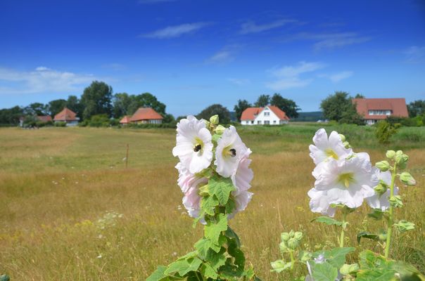 Strockrosen Insel Hiddensee