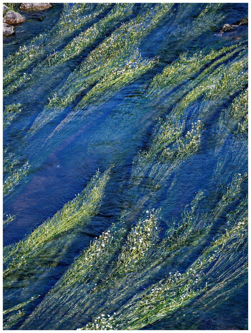 Strömungen mit Wasserblüten