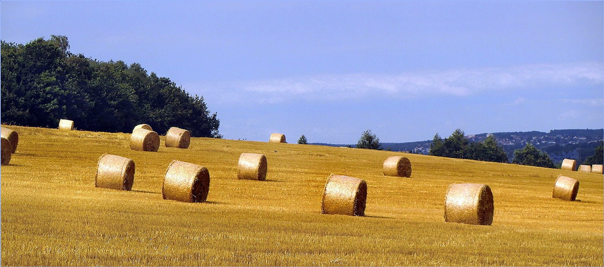 Stroh der Wintergerste gepresst zu Rollen...