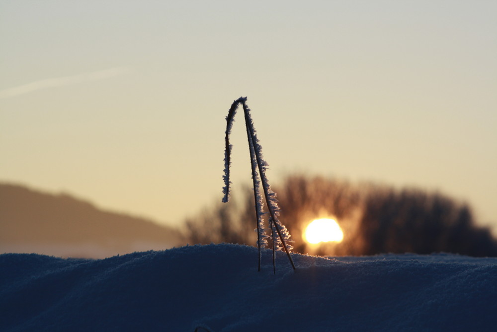 Stroh im Schnee