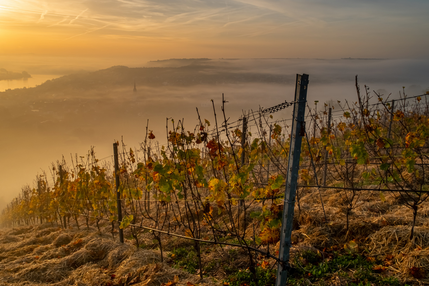 Stroh im Weinberg