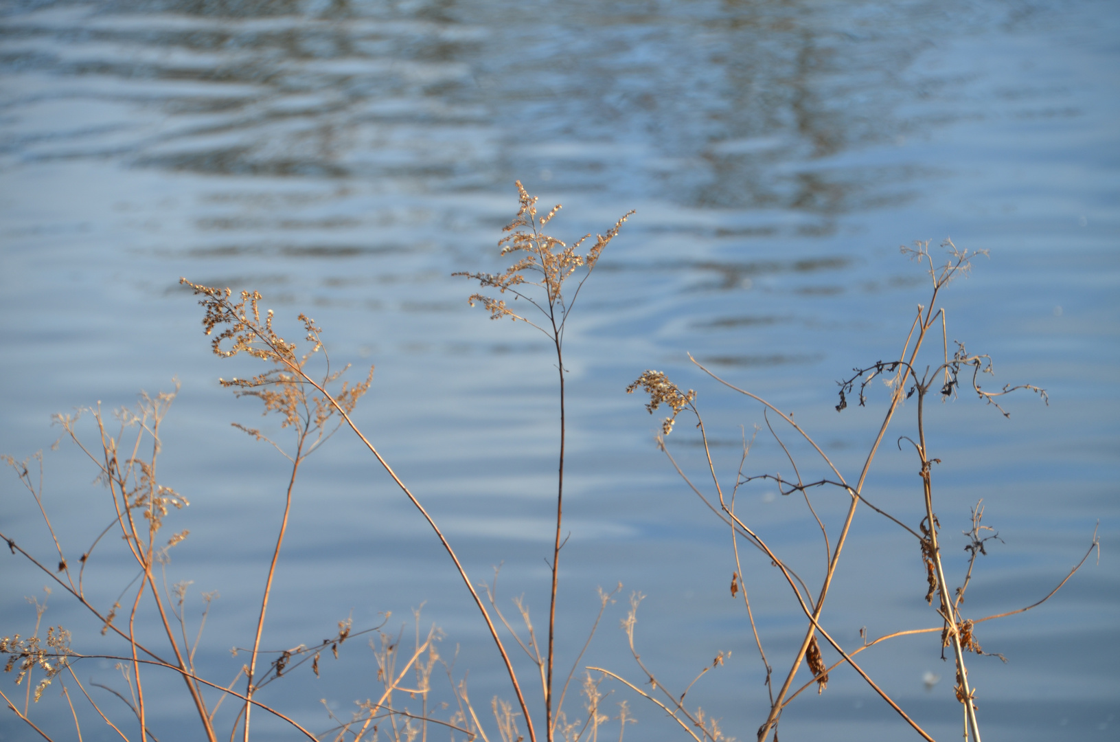 Stroh im Wind