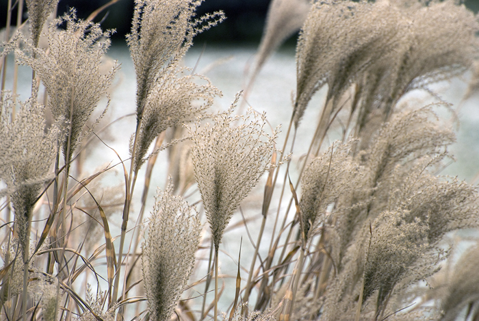 Stroh im Winter