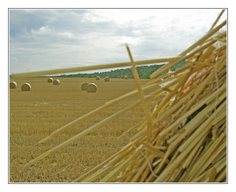 Stroh in Rollen verarbeitet...