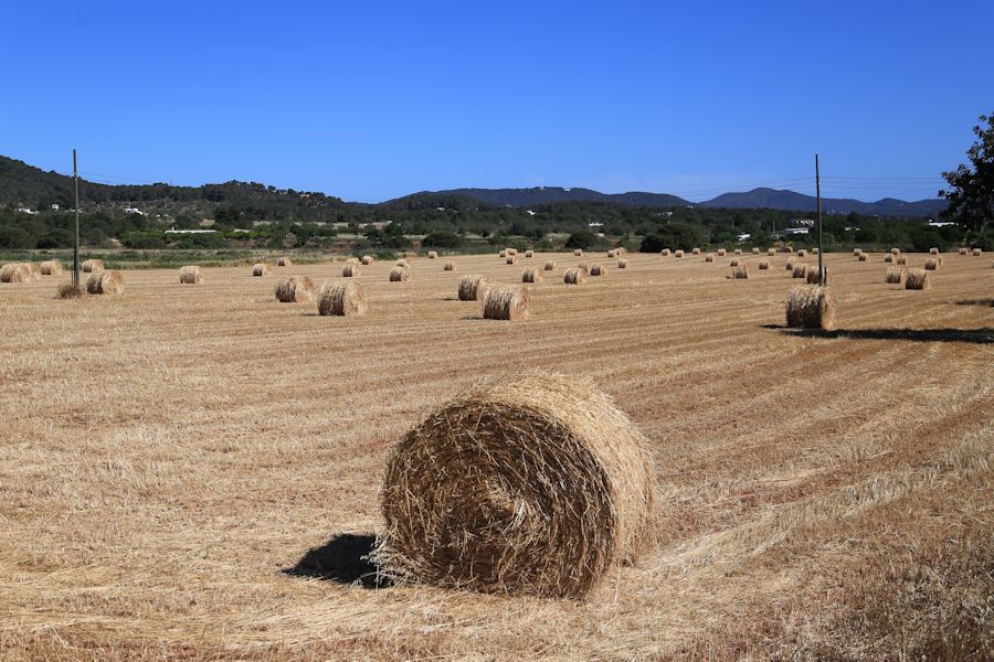 Strohballen auf Ibiza