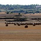 Strohballen bei Manacor