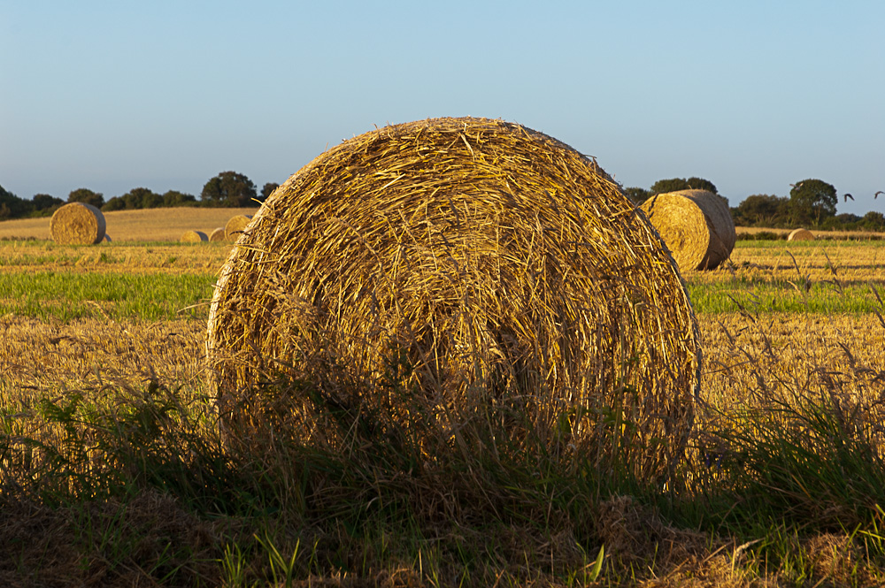 Strohballen