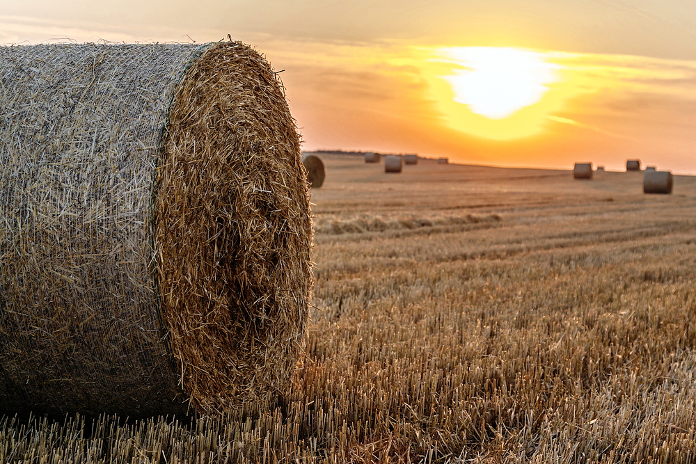 Strohballen im Morgenlicht