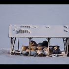 Strohballen im Winter