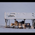 Strohballen im Winter