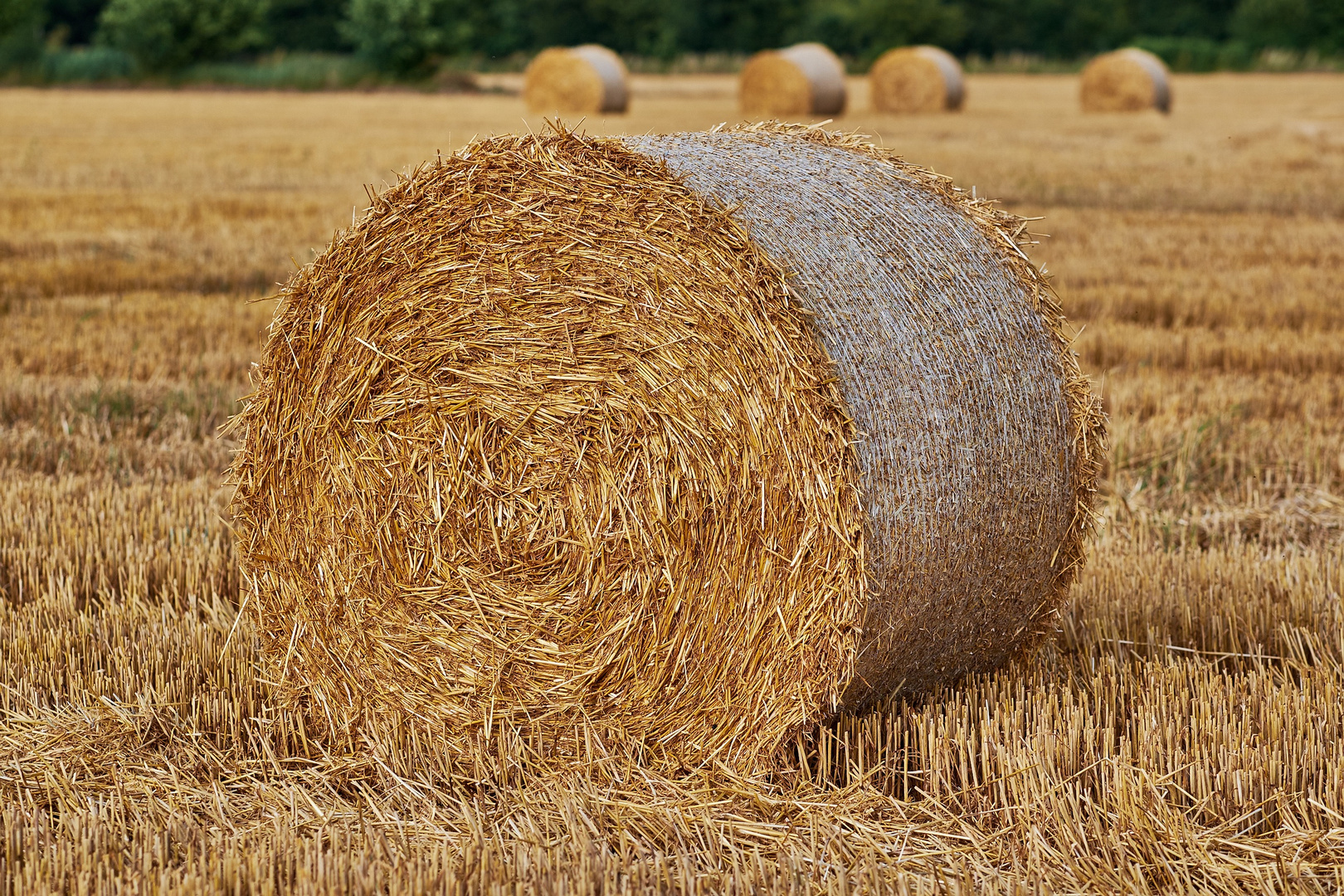 Strohballen in Schleswig-Holstein