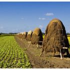 Strohballen in Zeeland (2)...