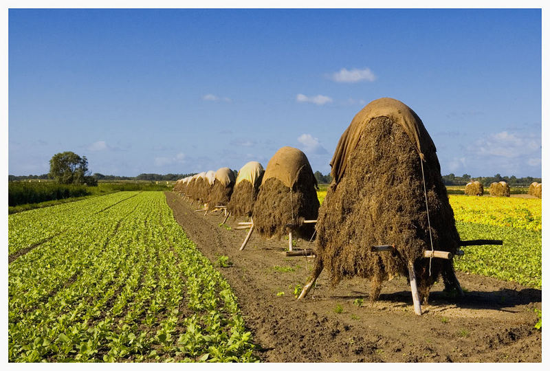 Strohballen in Zeeland (2)...