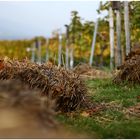 Strohballen [Landschaft]