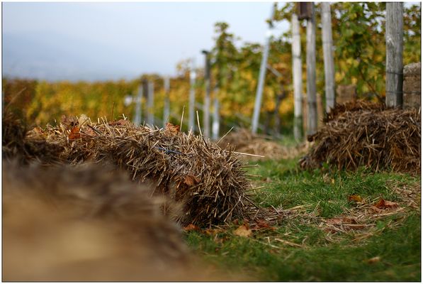 Strohballen [Landschaft]