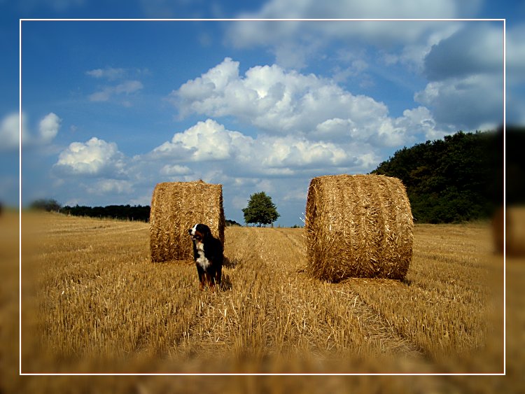 Strohballen mit Hund