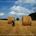 Strohballen mit Hund