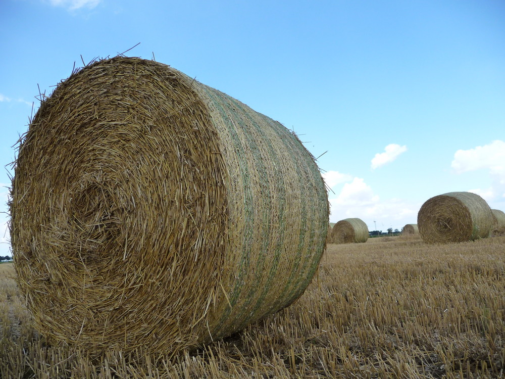 Strohballen sind ganz schön riesig