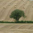 Strohballenrennen in Irland