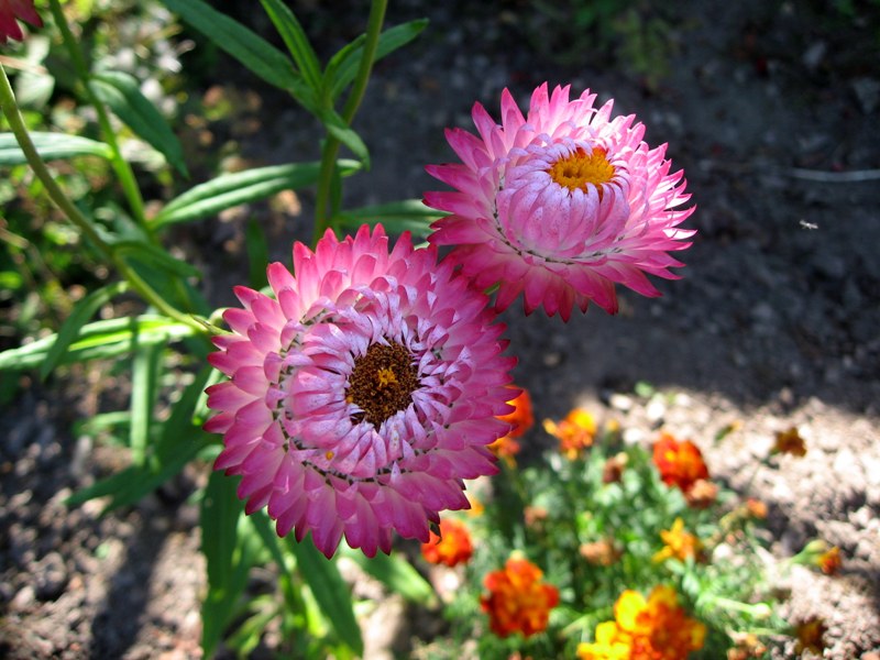 ***Strohblümchen***