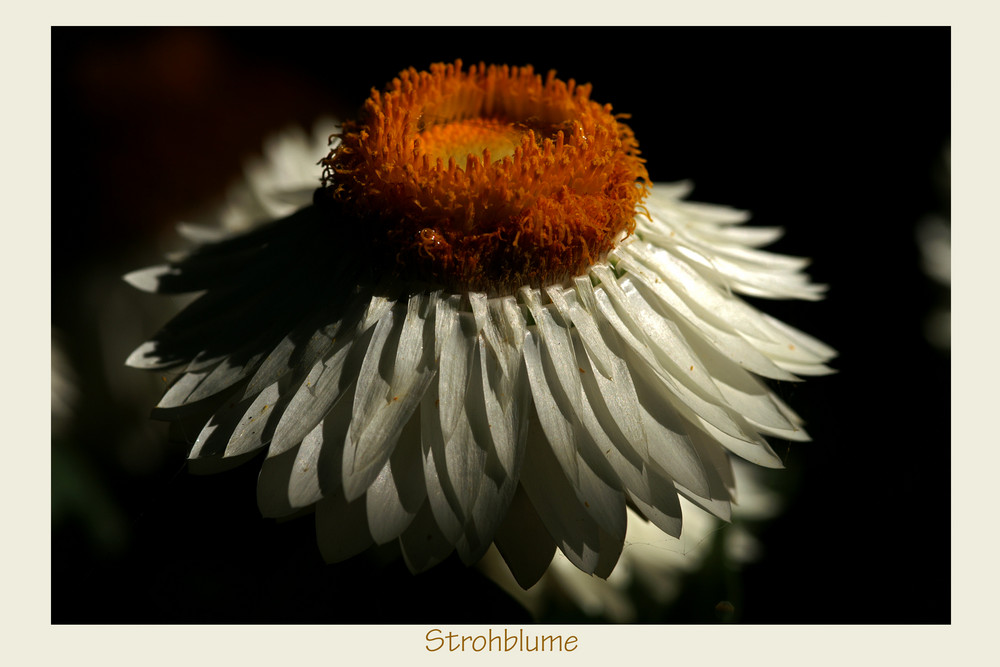 Strohblume