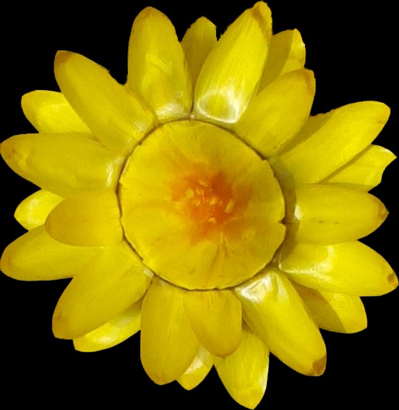 Strohblume 