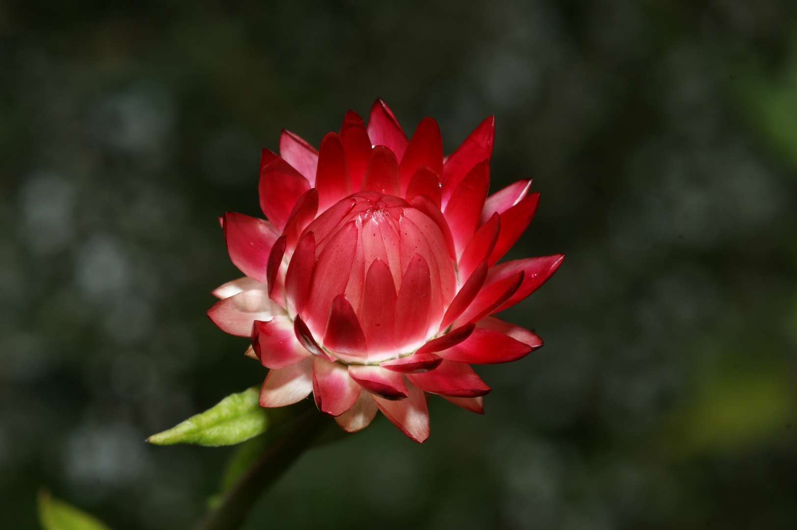 Strohblume - einfach rot und schön