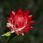 Strohblume - einfach rot und schön
