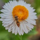 Strohblume hat Besuch...