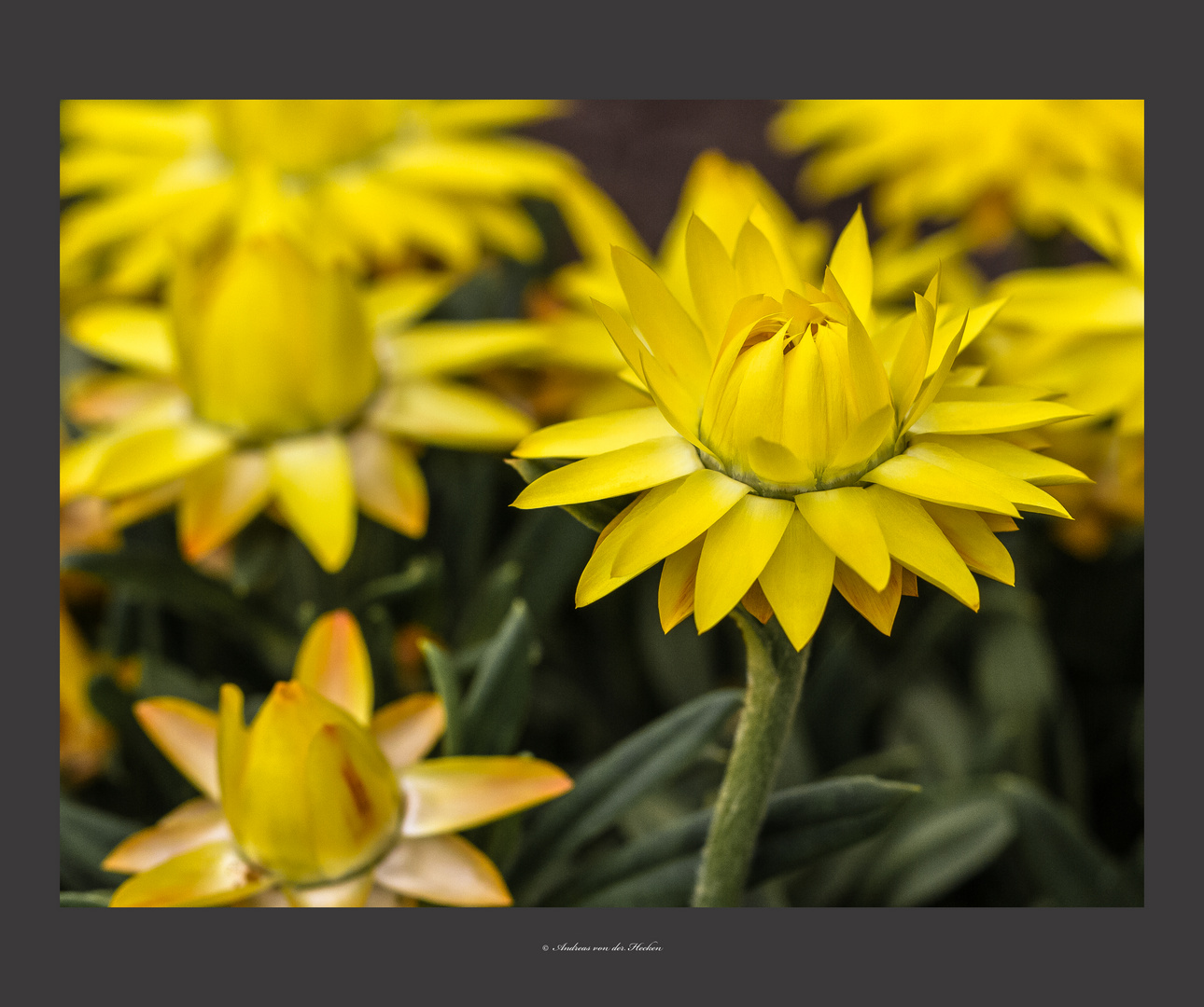 Strohblume (Helichrysum)