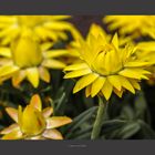 Strohblume (Helichrysum)