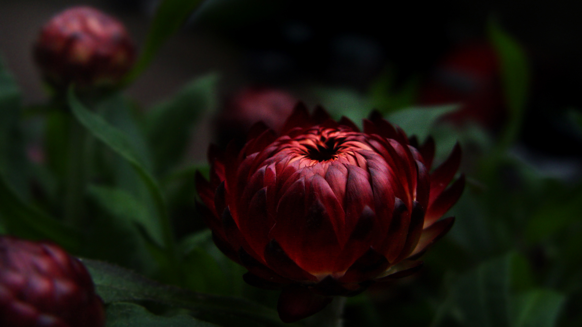 Strohblume Helichrysum Bractiatum