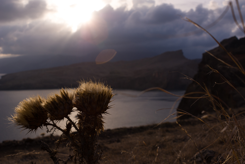 Strohblume im Abendlicht