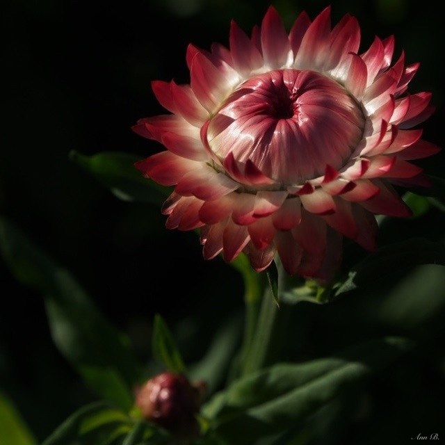 Strohblume im Sonnenuntergang