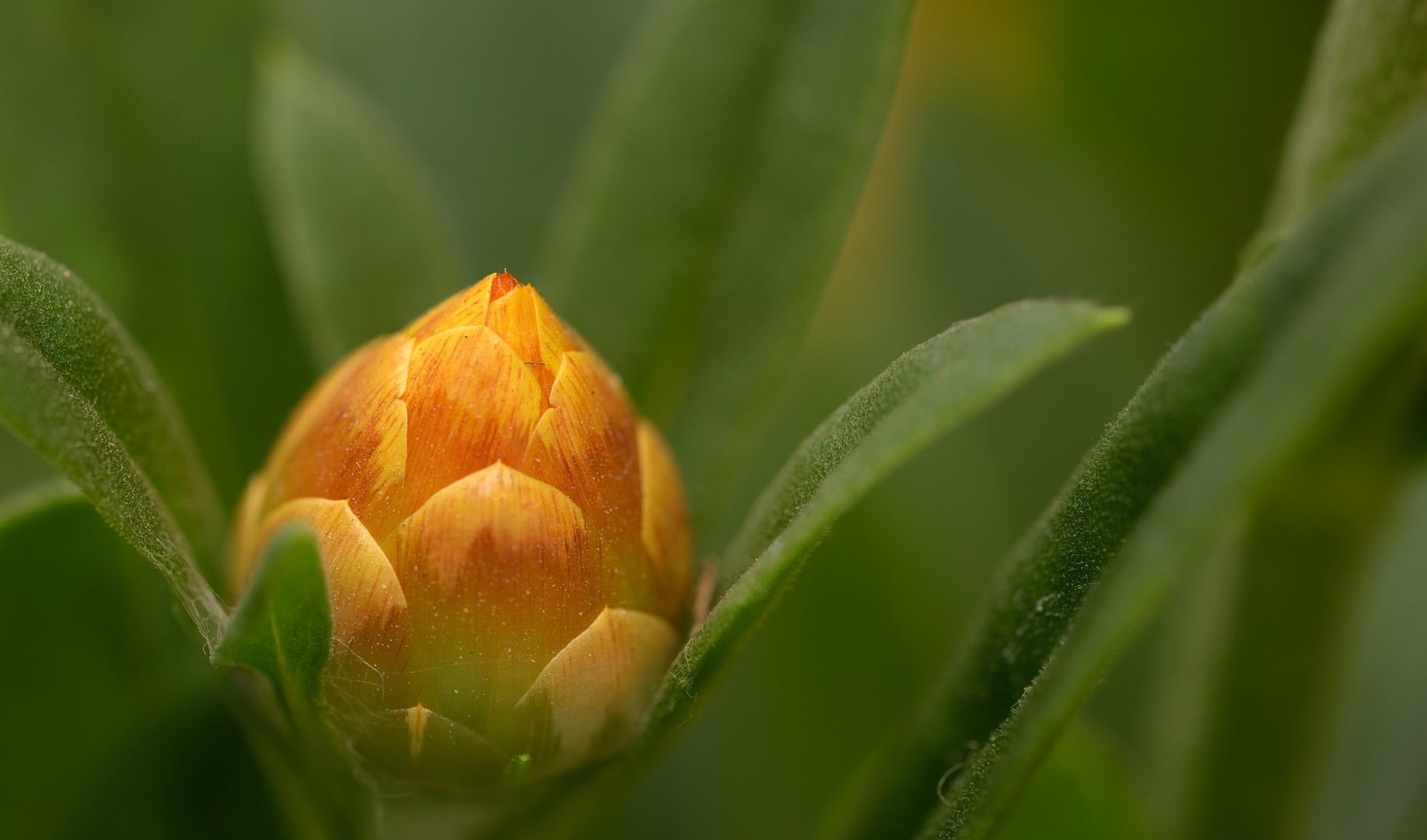 Strohblume kurz vor der Blütenöffnung. Taste F 11 Vollbild.