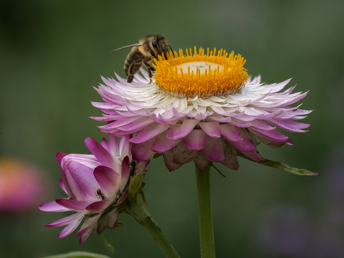 Strohblume mit Besuch