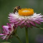 Strohblume mit Besuch