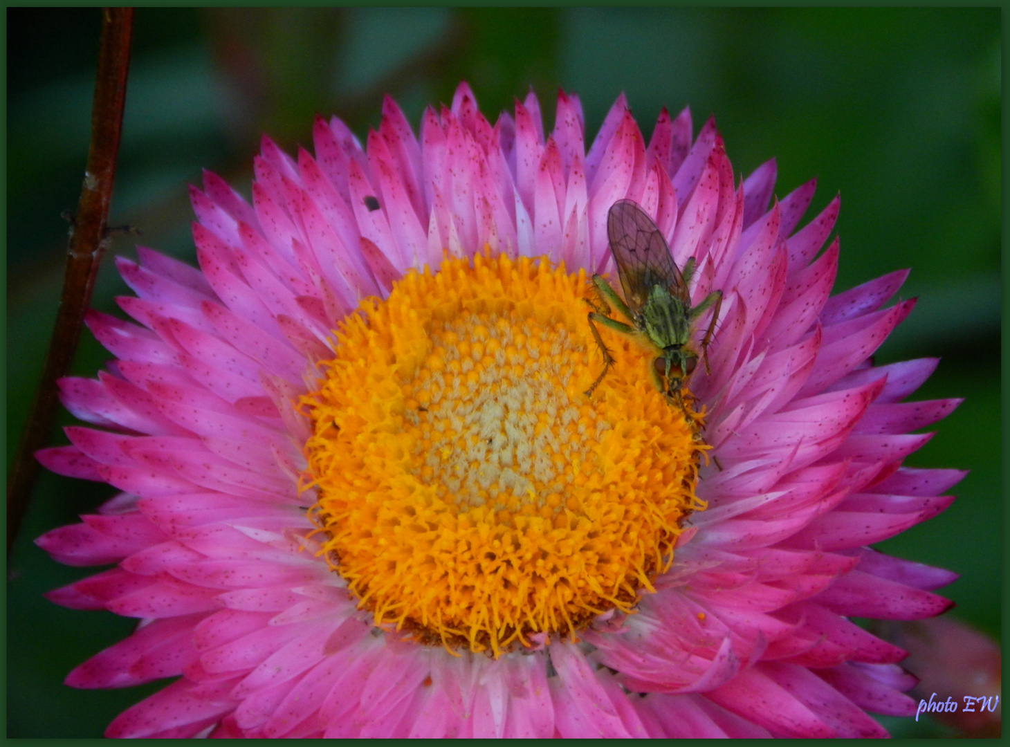 Strohblume mit Besucher...