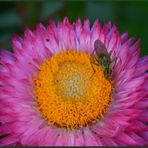 Strohblume mit Besucher...