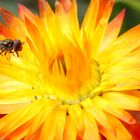 Strohblume mit Besucher