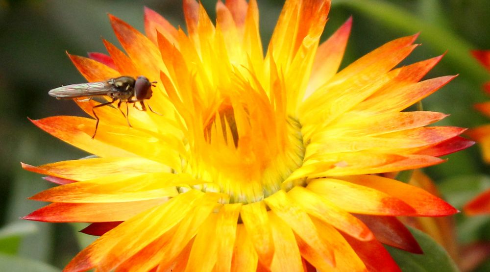 Strohblume mit Besucher