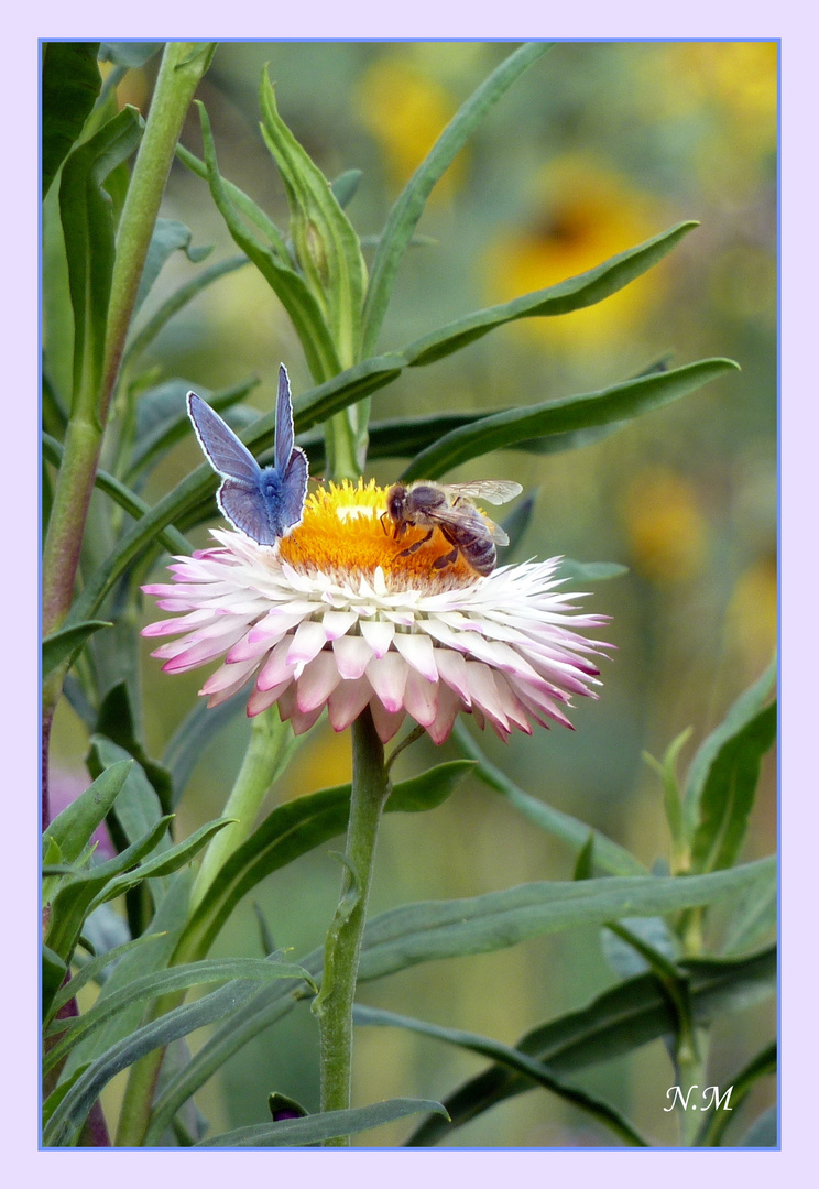 Strohblume mit Besucher