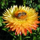 Strohblume mit Biene