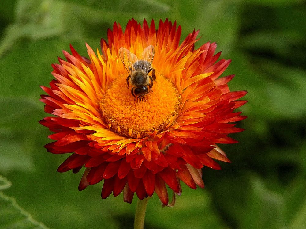 Strohblume mit Biene