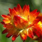 Strohblume nach dem Regenschauer