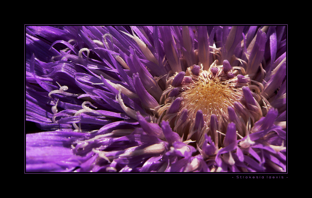 Strohblume " Strokesia laevis " Geniese die Natur so lange sie noch da ist!